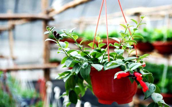 植物可以除甲醛嗎？哪些植物除甲醛效果好